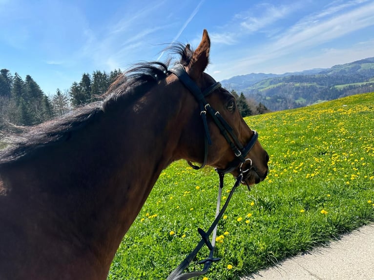 Selle Francais Stute 18 Jahre 165 cm Brauner in Ebnet