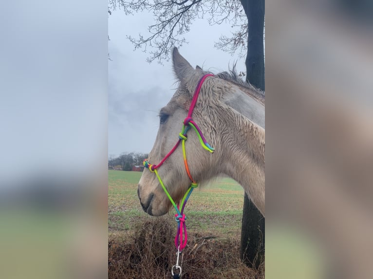 Selle Francais Mix Stute 19 Jahre 160 cm  in Scheeßel