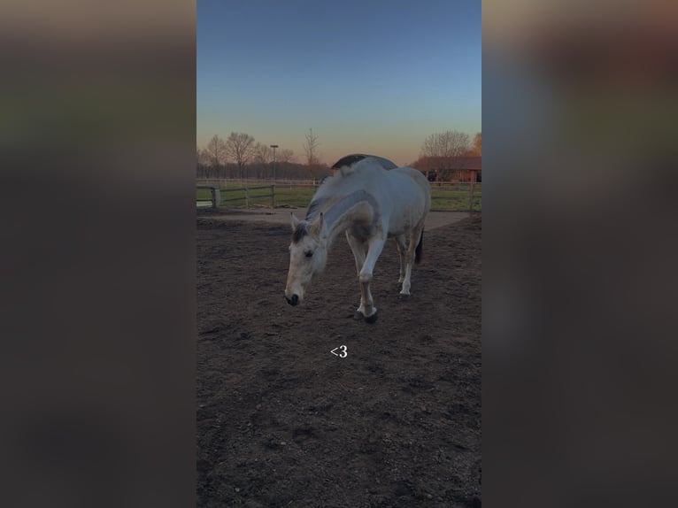 Selle Francais Mix Stute 19 Jahre 160 cm  in Scheeßel