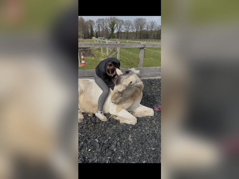Selle Francais Mix Stute 19 Jahre 160 cm  in Scheeßel