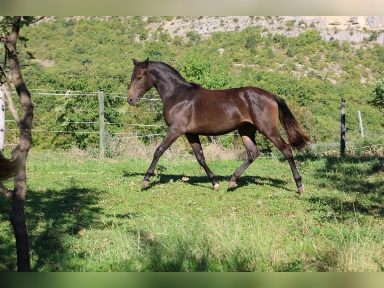 Selle Francais Stute 1 Jahr 160 cm Dunkelbrauner in Alpes de Haute Provence