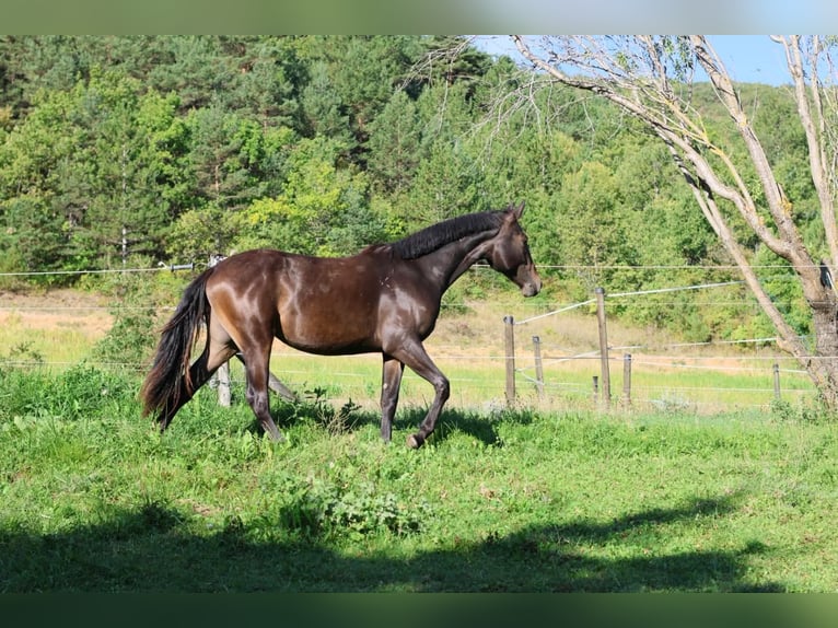 Selle Francais Stute 1 Jahr 160 cm Dunkelbrauner in Alpes de Haute Provence