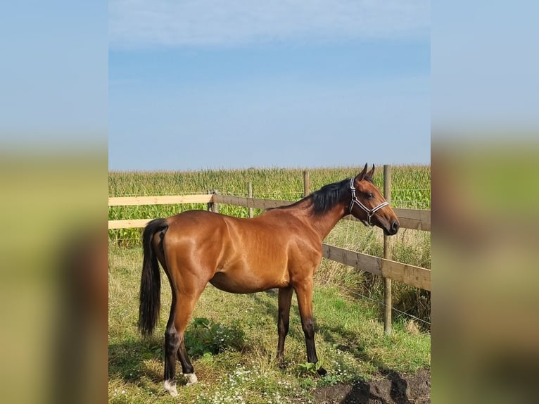 Selle Francais Stute 1 Jahr 162 cm Brauner in Ghyvelde