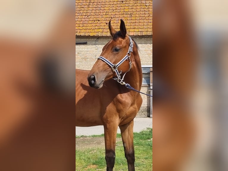 Selle Francais Stute 1 Jahr 162 cm Brauner in Ghyvelde