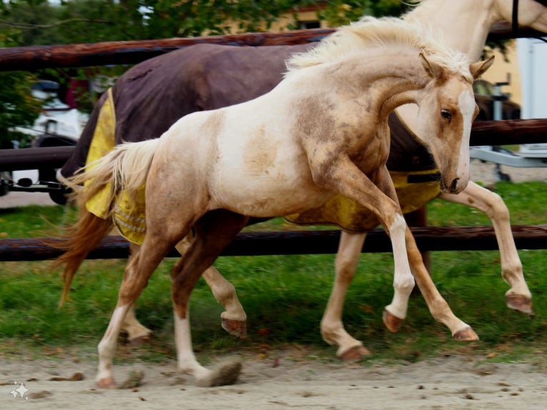 Selle Francais Stute 1 Jahr 168 cm Palomino in Gratens