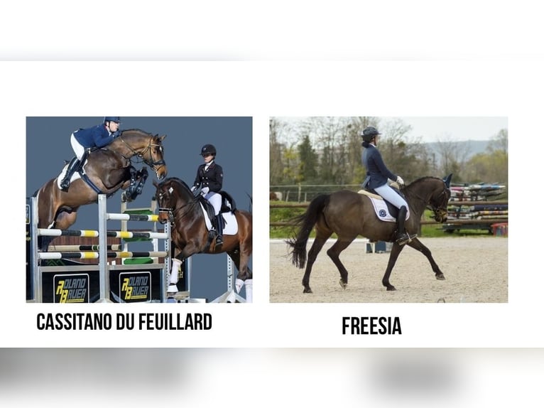 Selle Francais Stute 1 Jahr Schwarzbrauner in Venon