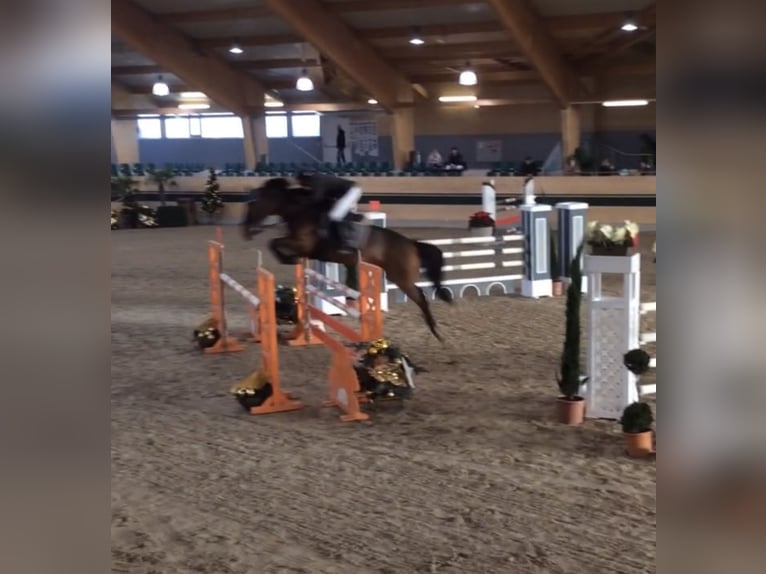 Selle Francais Stute 21 Jahre 172 cm Brauner in Bayerisch Gmain