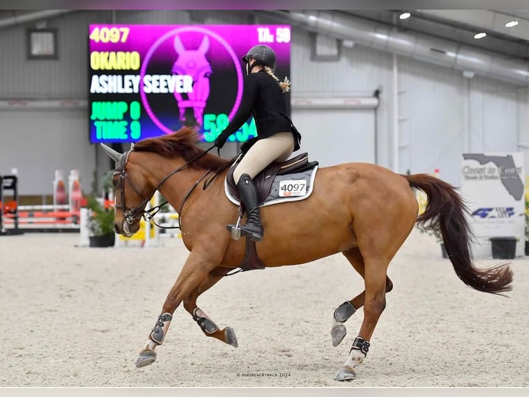 Selle Francais Stute 24 Jahre 168 cm Dunkelfuchs in Vero Beach