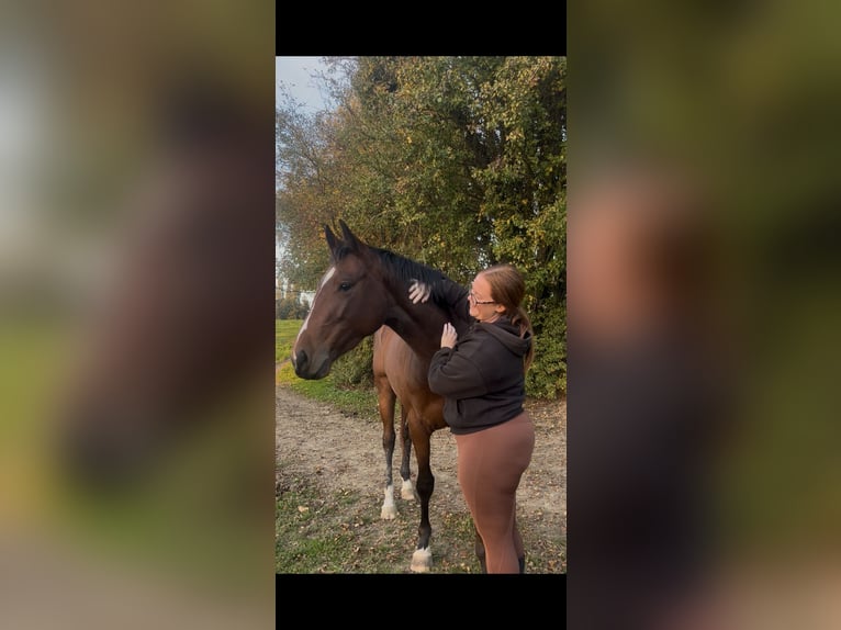Selle Francais Stute 2 Jahre 160 cm Brauner in La croixille Selle Francais Stute 2 Jahre 160 cm Brauner in La croixille