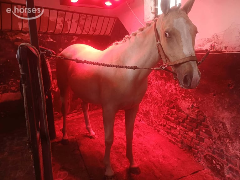 Selle Francais Stute 2 Jahre 160 cm Palomino in Sirault