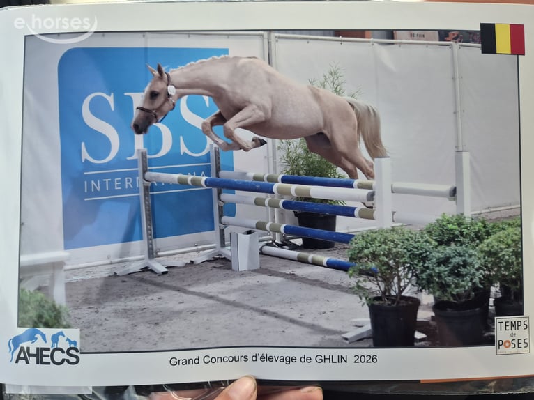 Selle Francais Stute 2 Jahre 160 cm Palomino in Sirault