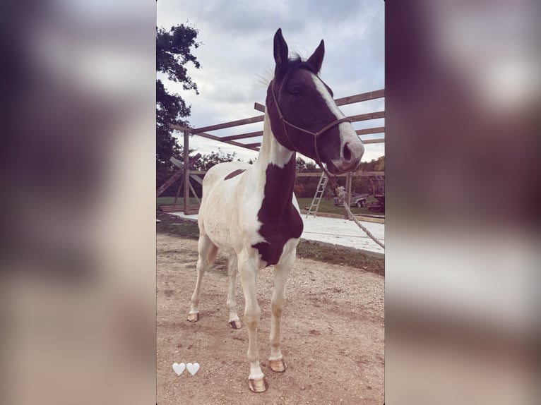 Selle Francais Stute 2 Jahre 165 cm Tobiano-alle-Farben in Chaumont