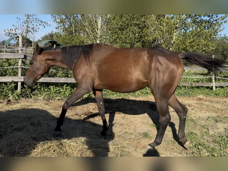 Selle Francais Stute 3 Jahre 165 cm Brauner in GROTE-BROGEL Selle Francais Stute 3 Jahre 165 cm Brauner in GROTE-BROGEL
