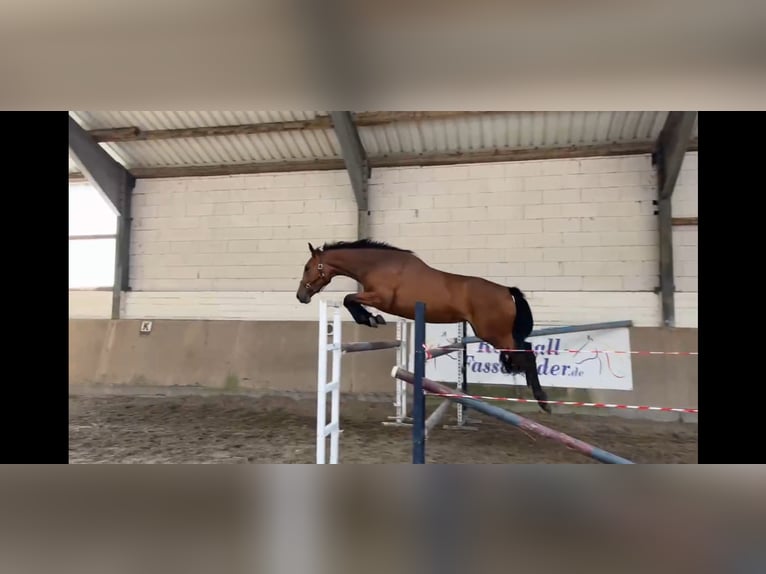 Selle Francais Stute 3 Jahre 165 cm Brauner in HürtgenwaldHürtgenwald