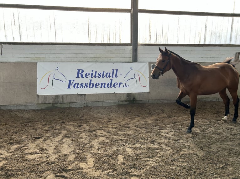 Selle Francais Stute 3 Jahre 165 cm Brauner in HürtgenwaldHürtgenwald