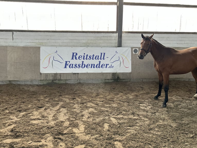 Selle Francais Stute 3 Jahre 165 cm Brauner in HürtgenwaldHürtgenwald