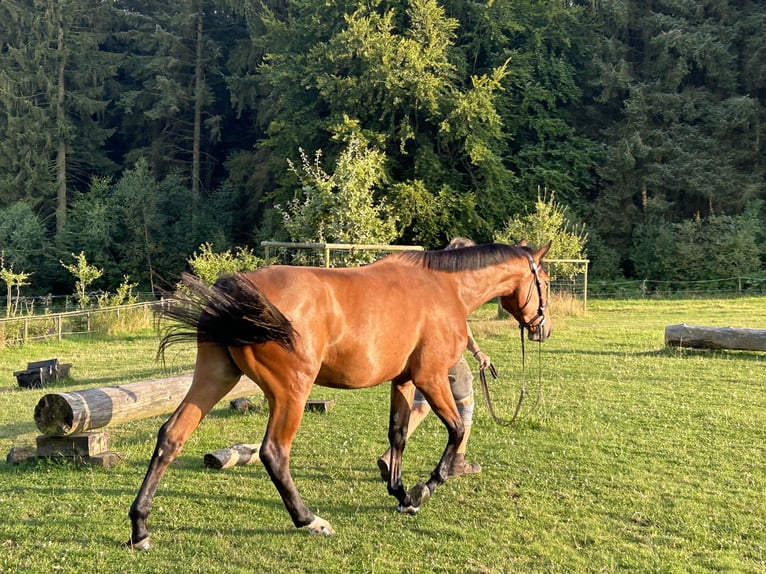 Selle Francais Stute 3 Jahre 165 cm Brauner in HürtgenwaldHürtgenwald