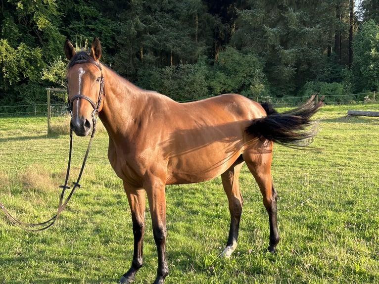 Selle Francais Stute 3 Jahre 165 cm Brauner in HürtgenwaldHürtgenwald