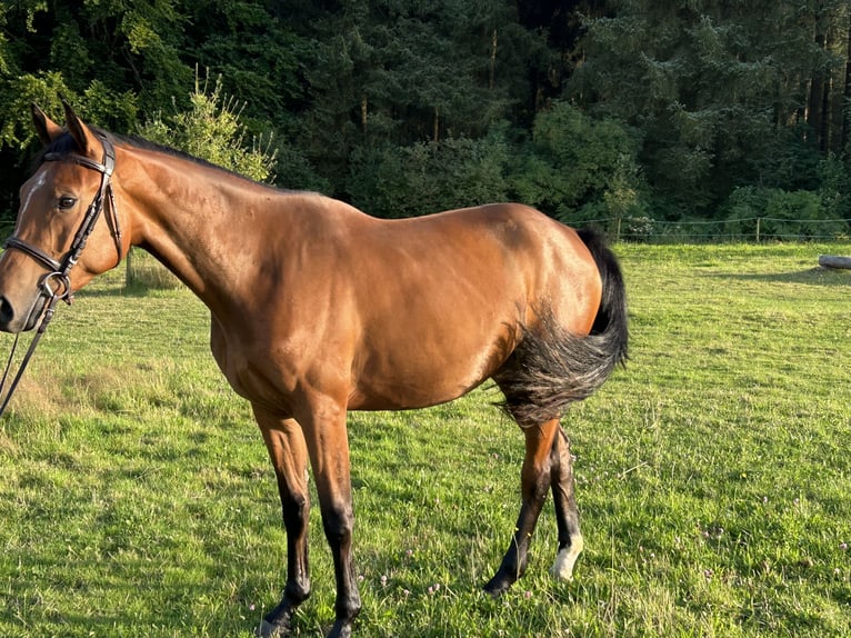 Selle Francais Stute 3 Jahre 165 cm Brauner in HürtgenwaldHürtgenwald