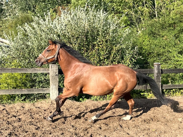 Selle Francais Stute 4 Jahre 161 cm Brauner in Huccorgne