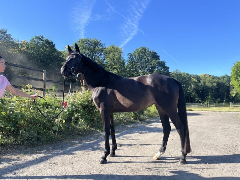 Selle Francais Stute 4 Jahre 161 cm Dunkelbrauner in Champcueil