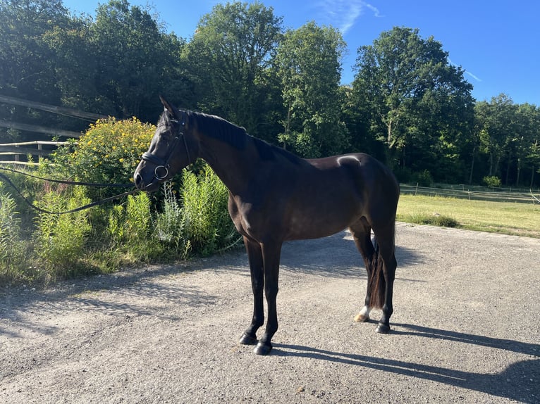 Selle Francais Stute 4 Jahre 161 cm Dunkelbrauner in Champcueil