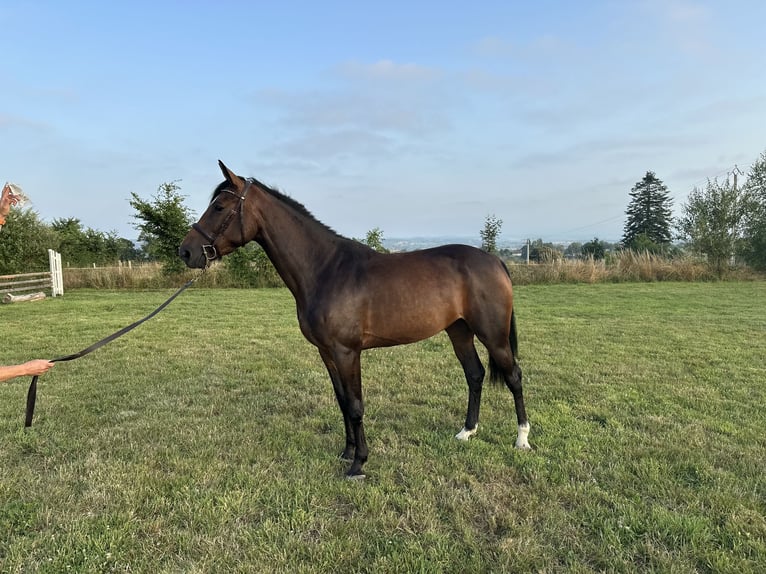 Selle Francais Stute 4 Jahre 162 cm Brauner in Avranches