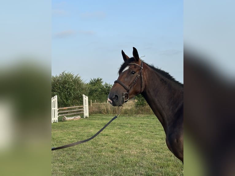 Selle Francais Stute 4 Jahre 162 cm Brauner in Avranches