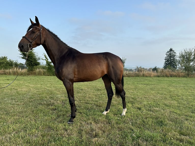 Selle Francais Stute 4 Jahre 162 cm Brauner in Avranches