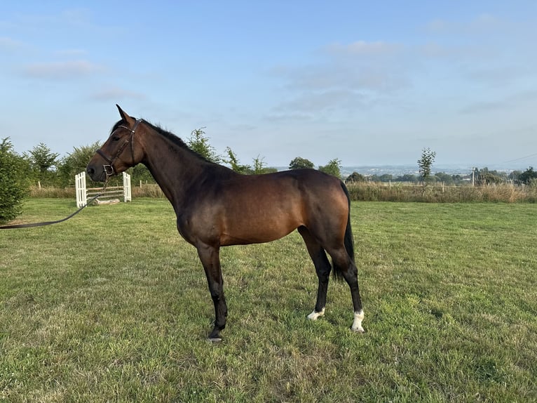 Selle Francais Stute 4 Jahre 162 cm Brauner in Avranches