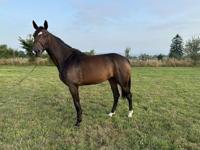Selle Francais Stute 4 Jahre 162 cm Brauner in Avranches