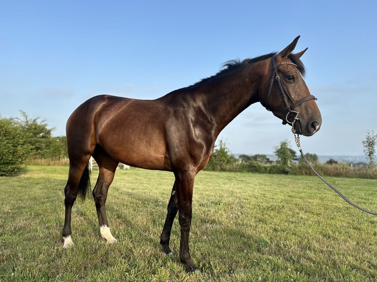 Selle Francais Stute 4 Jahre 162 cm Brauner in Avranches