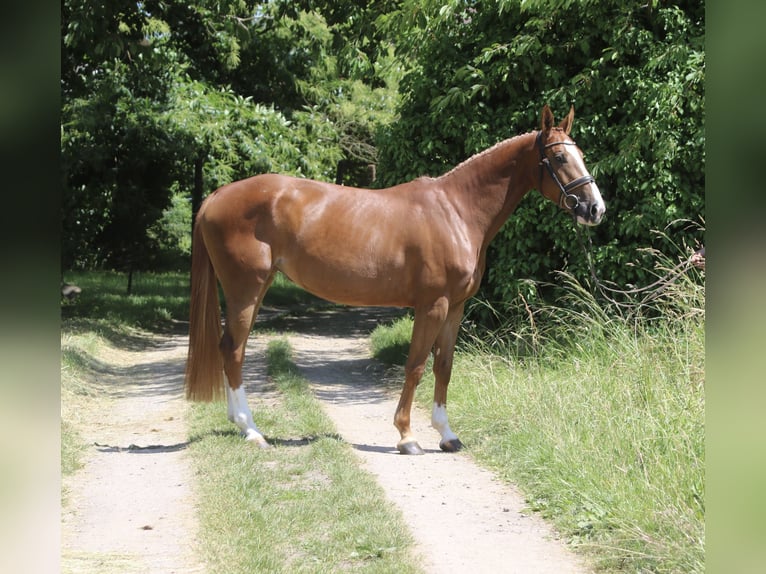Selle Francais Stute 4 Jahre 162 cm Fuchs in Hatten