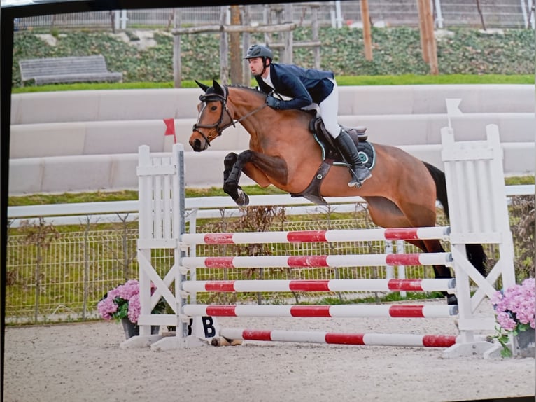 Selle Francais Stute 4 Jahre 164 cm Brauner in FLERS