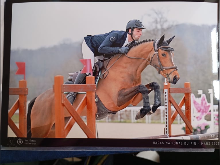 Selle Francais Stute 4 Jahre 164 cm Brauner in FLERS