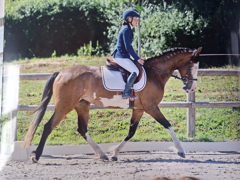 Selle Francais Stute 4 Jahre 164 cm  in Saône et Loire