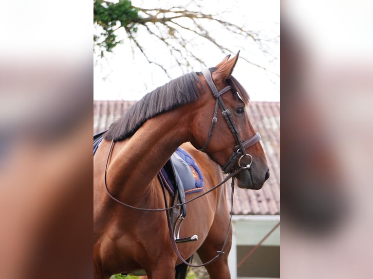 Selle Francais Stute 4 Jahre 168 cm Brauner in Gard