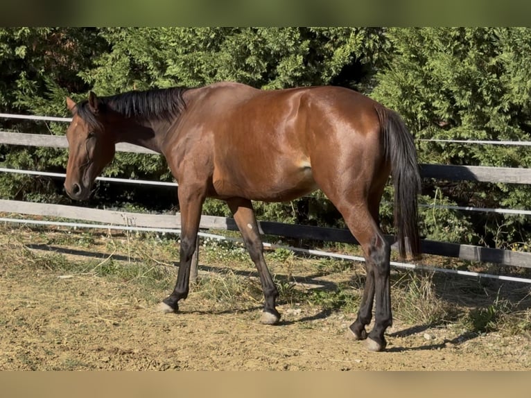 Selle Francais Stute 4 Jahre 169 cm Brauner in GROTE-BROGEL