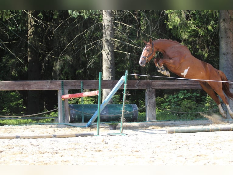 Selle Francais Stute 4 Jahre 173 cm Sabino in Gronków