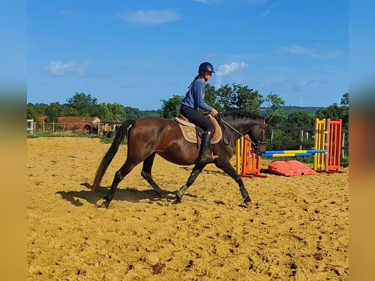 Selle Francais Stute 5 Jahre 155 cm Brauner in Luchapt