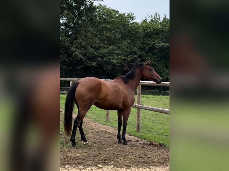 Selle Francais Stute 5 Jahre 158 cm Brauner in Saint-&#xC9;loi-de-Fourques