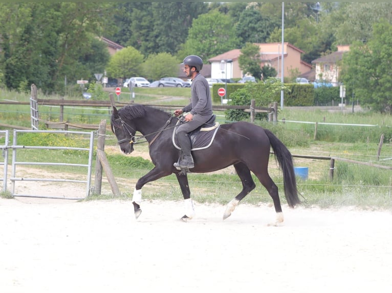 Selle Francais Stute 5 Jahre 158 cm Rappe in Lentilly