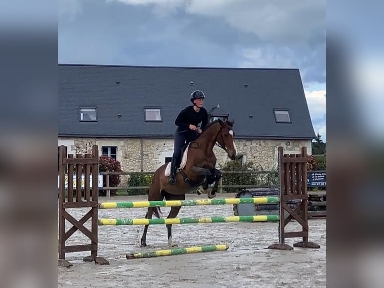 Selle Francais Stute 5 Jahre 159 cm Brauner in Bazouges sur le loir