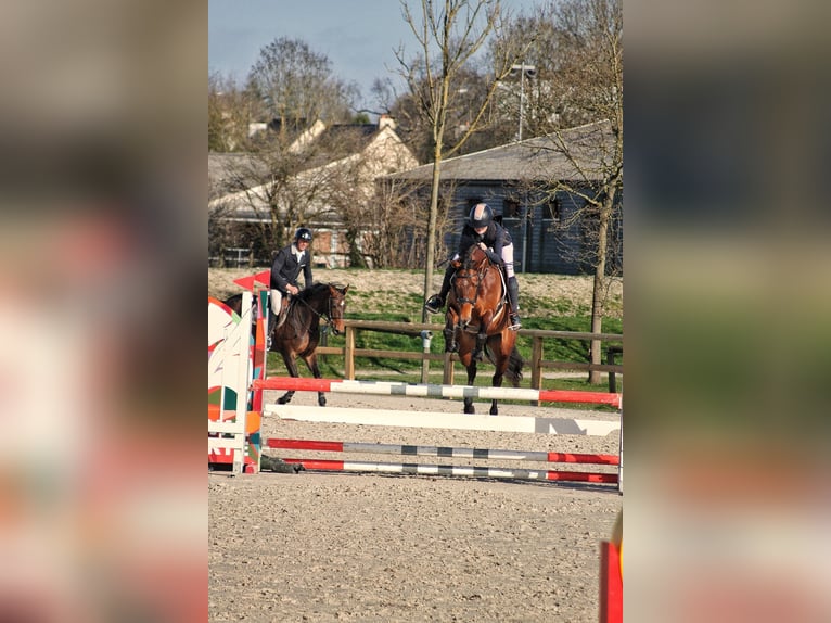 Selle Francais Stute 5 Jahre 163 cm Brauner in Gefosse fontenay