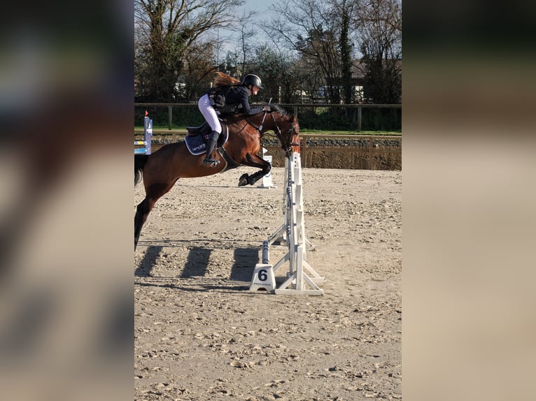 Selle Francais Stute 5 Jahre 163 cm Brauner in Gefosse fontenay