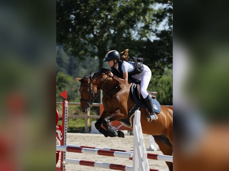 Selle Francais Stute 5 Jahre 163 cm Brauner in Gefosse fontenay