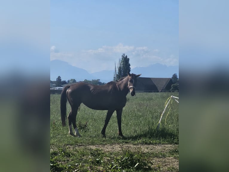 Selle Francais Mix Stute 5 Jahre 163 cm Rotfuchs in Cossonay