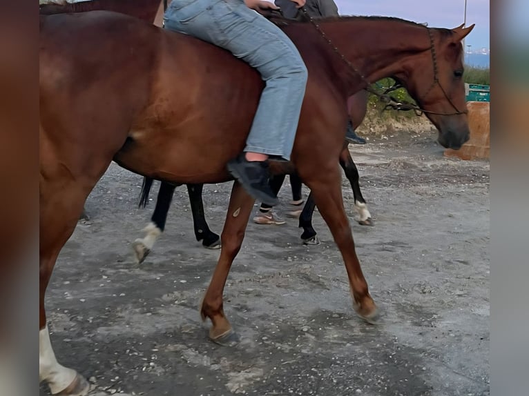 Selle Francais Mix Stute 5 Jahre 163 cm Rotfuchs in Cossonay