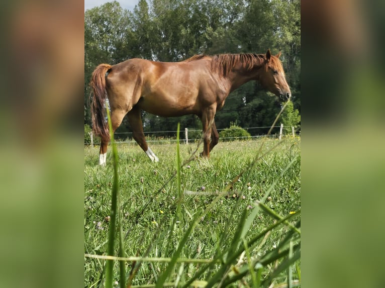 Selle Francais Mix Stute 5 Jahre 163 cm Rotfuchs in Cossonay
