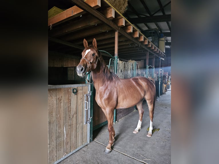Selle Francais Mix Stute 5 Jahre 163 cm Rotfuchs in Cossonay
